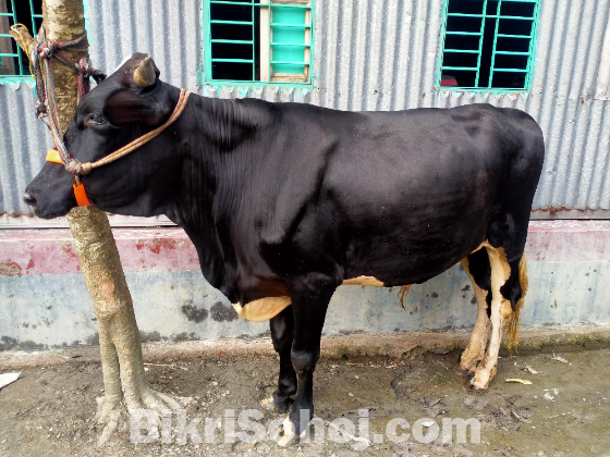 ষাঁড় গরু কোরবানি উপযোগী।